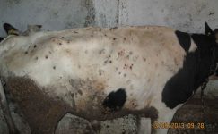 Lumpy Skin Disease