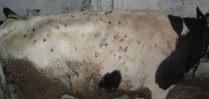 Lumpy Skin Disease