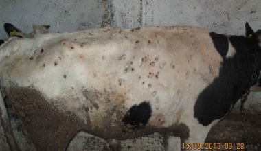 Lumpy Skin Disease Lumpy Skin Disease