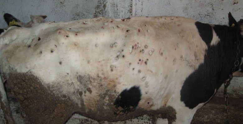 Lumpy Skin Disease