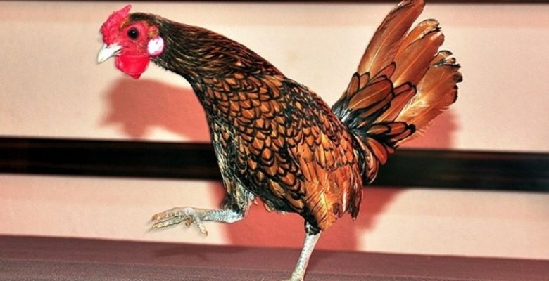 Bu tavuğun yumurtası 20 lira