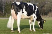 Holstein (Friesian – Siyah&Beyaz Alaca)