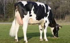 Holstein (Friesian – Siyah&Beyaz Alaca)