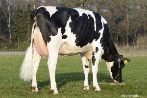 Holstein (Friesian – Siyah&Beyaz Alaca)