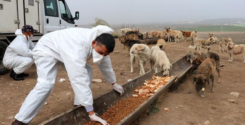 Aç kalan sokak hayvanlarını nöbetleşe besliyorlar