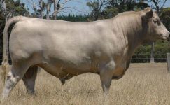 Brown Swiss (Montofon – İsviçre Esmeri)