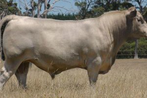 Brown Swiss (Montofon – İsviçre Esmeri)