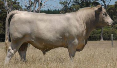Brown Swiss (Montofon – İsviçre Esmeri)
