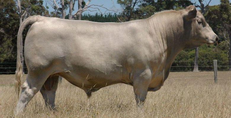 Brown Swiss (Montofon – İsviçre Esmeri)