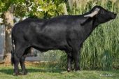 Manda (Bubalus Bubalis)