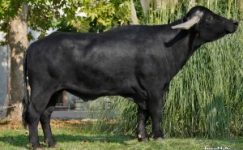 Manda (Bubalus Bubalis)