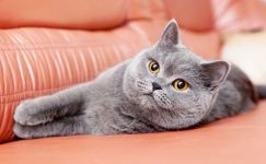 Coccidiosis Hastalığı