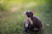 Dermatitis (Deri Yangısı) Hastalığı