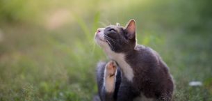 Dermatitis (Deri Yangısı) Hastalığı