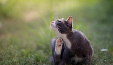 Dermatitis (Deri Yangısı) Hastalığı Dermatitis (Deri Yangısı) Hastalığı