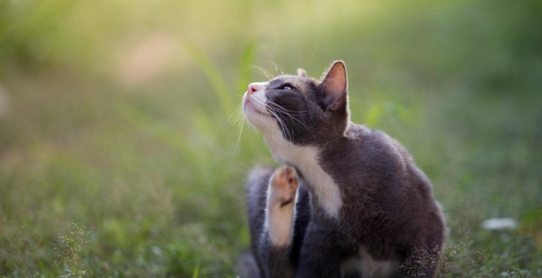 Dermatitis (Deri Yangısı) Hastalığı