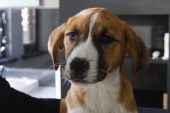 Distemper (Gençlik Hastalığı)