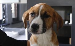 Distemper (Gençlik Hastalığı)
