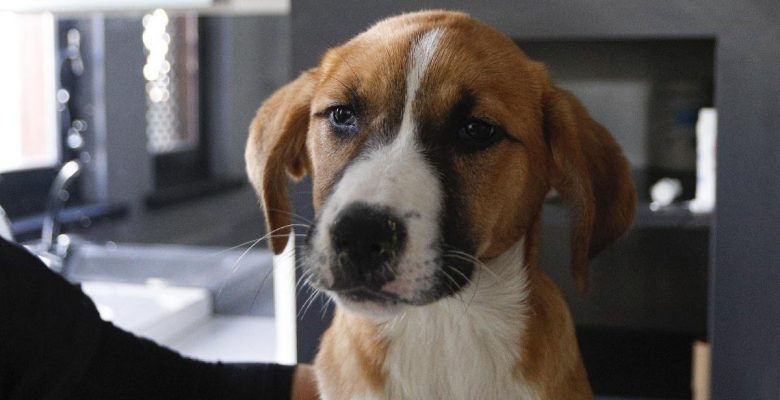 Distemper (Gençlik Hastalığı)