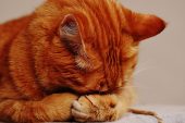 FIV – Kedi AIDS Hastalığı