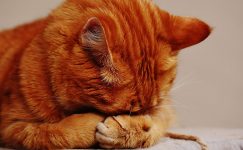 FIV – Kedi AIDS Hastalığı