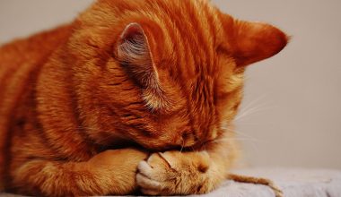 FIV – Kedi AIDS Hastalığı