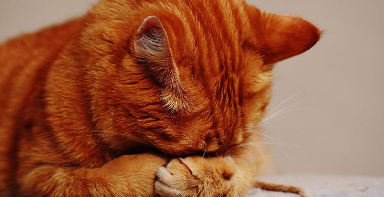 FIV – Kedi AIDS Hastalığı
