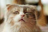 Kedi Gribi (Solunum Yolu Enfeksiyonu)