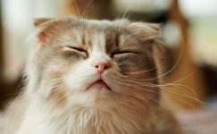 Kedi Gribi (Solunum Yolu Enfeksiyonu)