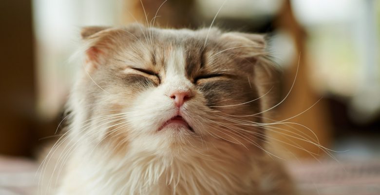 Kedi Gribi (Solunum Yolu Enfeksiyonu)