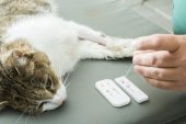 Kedi Lösemisi