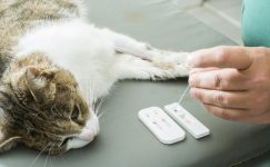 Kedi Lösemisi
