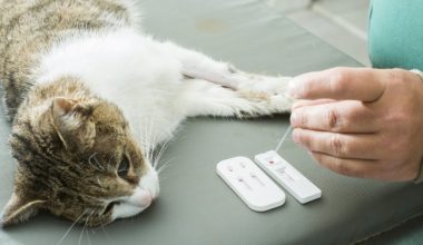 Kedi Lösemisi