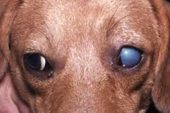 Köpek Hepatit Hastalığı