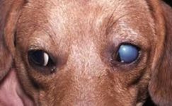 Köpek Hepatit Hastalığı