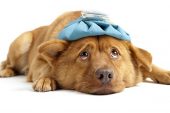 Köpek Nezlesi (Canine Parainfluenza)