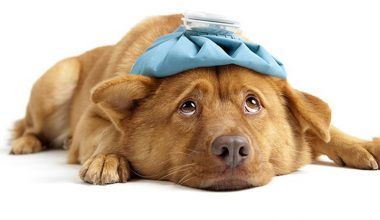Köpek Nezlesi (Canine Parainfluenza)