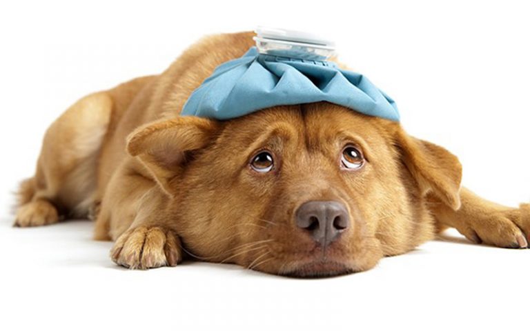 köpek sağlığı kalp kurdu hasta ediyor)