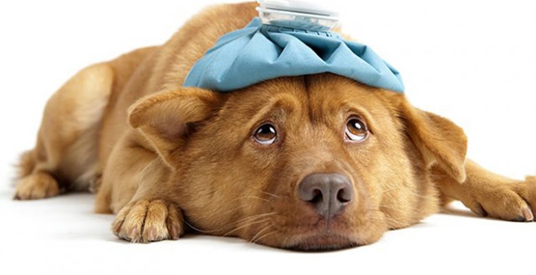 Köpek Nezlesi (Canine Parainfluenza)