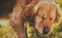 Köpeklerde Brusella
