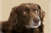 Köpeklerde Kalp Kurdu