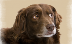 Köpeklerde Kalp Kurdu