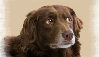 Köpeklerde Kalp Kurdu