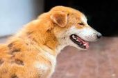 Köpeklerde Uyuz Hastalığı ve Tedavisi
