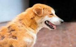 Köpeklerde Uyuz Hastalığı ve Tedavisi