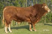 Limousin (Limusin)