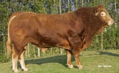 Limousin (Limusin)