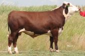 Hereford