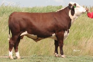 Hereford