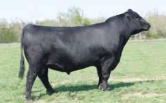 Angus